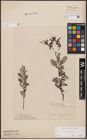 Foto von Salix aurita L. x Salix repens L.